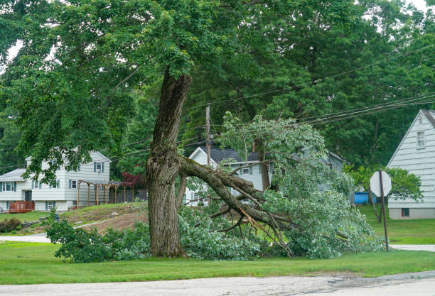 Trusted Stromsburg, NE Tree Services Experts